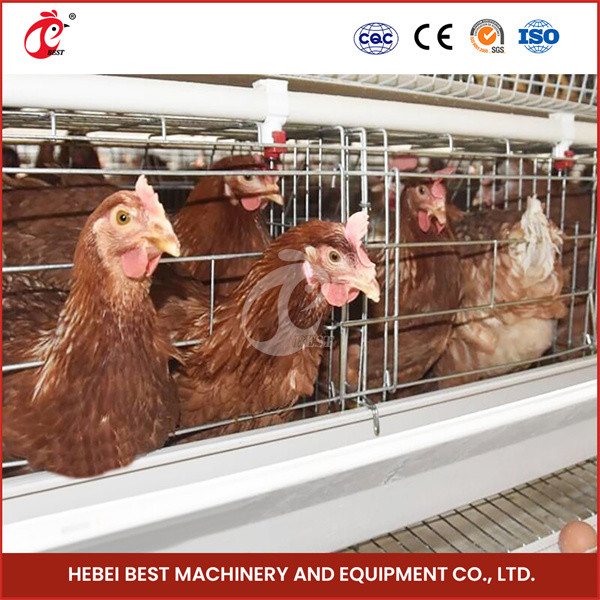 Ouganda 4 niveaux 160 Oiseaux Capacité Poulet couche batterie système de cage à vendre étoile