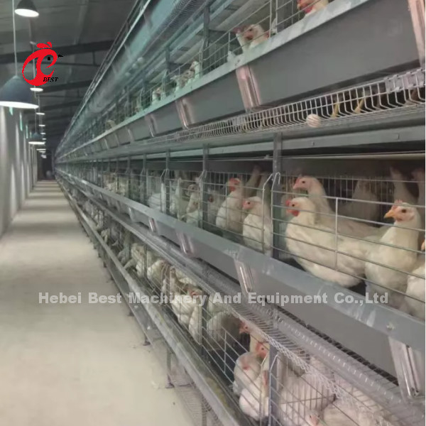 Système de cage à batterie de nouvelle génération pour volailles avec conception automatique de type H