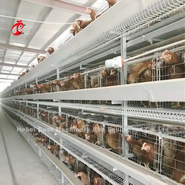 Système de cage d'élevage de volailles en fer d'angle Pour le Nigeria, la Zambie, le Kenya, le Ghana, le Cameroun, le Soudan, la Gambie, le marché de la Namibie