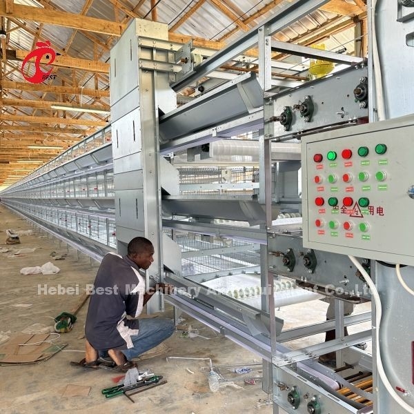Système de cage de volaille de type H/A avec buveurs automatiques, alimentateurs Installation pour la Tanzanie, l'Ouganda, le Ghana et le Kenya