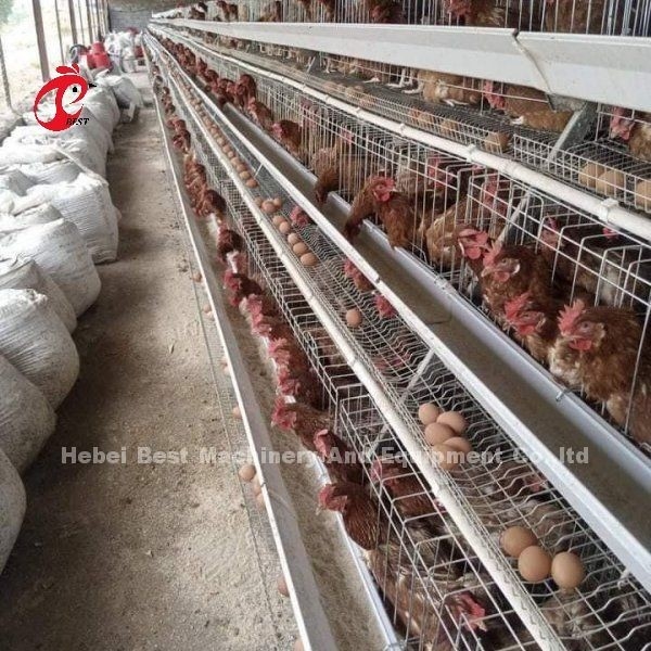 Système d'alimentation automatique Poulets poulets batterie couche cage A type Ada