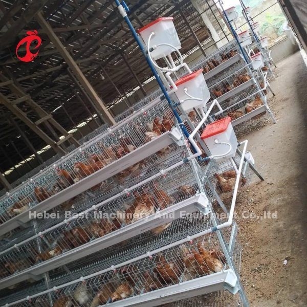 L'élevage de poules facilité avec une cage à couche de volaille de type A ou H de 450 cm2 Ada