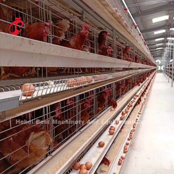 Nouveau système de cage automatique de type H de conception 96-200 Poulets Capacité pour l'élevage de volailles Emily Wang