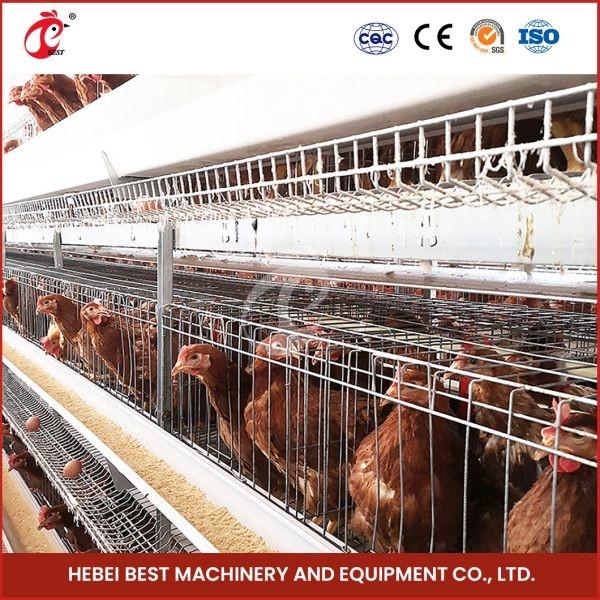 80-100 kg de poids de la cage en forme de H poulet automatique poulet cage automatique poulet rose rose pour les couches rose