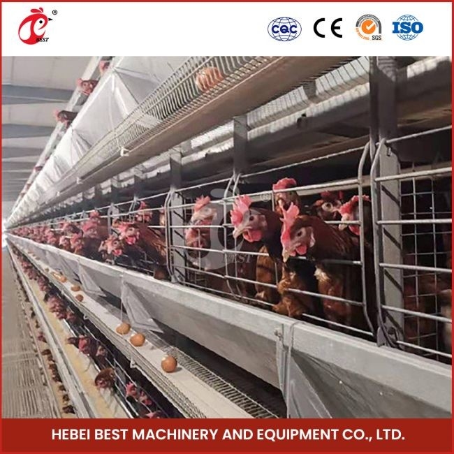 Système de cage de couche de volaille galvanisée de type H Couche de poulet de cage d'acier Mia
