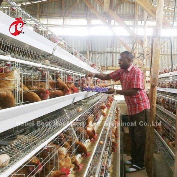 Système de cage à batterie de couche 3 ou 4 pour 500 à 1000 oiseaux Iris