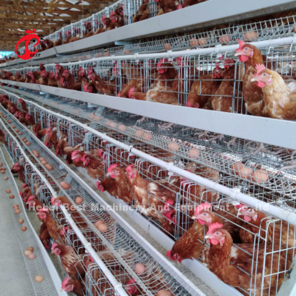 Système de cage d'élevage de volaille de niveau 3 avec fil de cage de 2,8 à 3,5 mm - facile à installer Mia