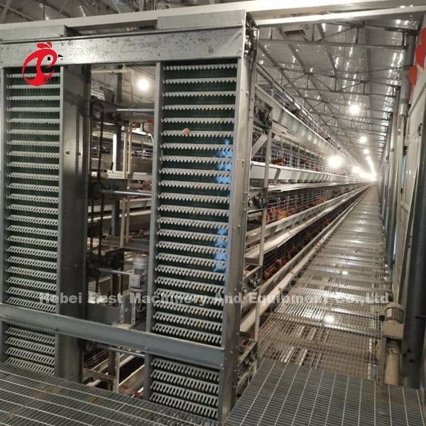 Système automatique de collecte d' œufs pour 30 000 poulets