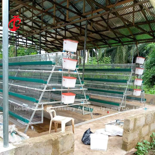 Système de la meilleure qualité et de luxe d'entrepôt du Nigéria de volaille de batterie de cage pour des poulets Sandy de couche