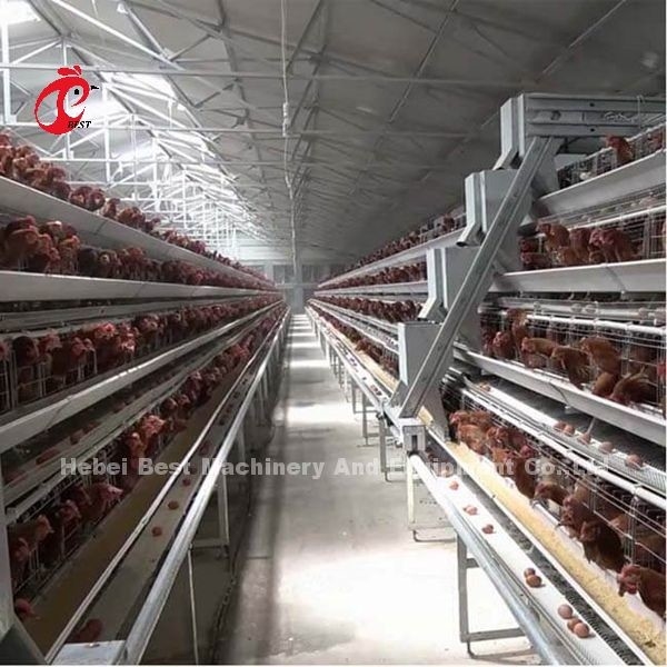Un type système automatique de cage de couche avec l'équipement de volaille dans l'iris du Nigéria