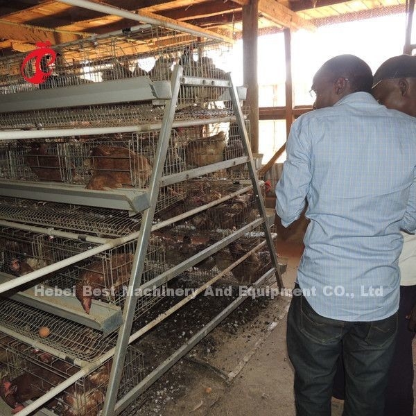 La cage en gros de couche de volaille du prix usine Q235, oiseaux du système 256 de cage de batterie se tiennent le premier rôle