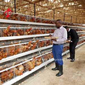 Le plus populaire type A poulet couche batterie cage à vendre en Ouganda 20000 oiseaux étoile