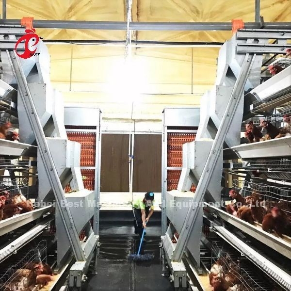 Un type cage de batterie de poulet de couche complètement automatique pour la grande ferme Adela