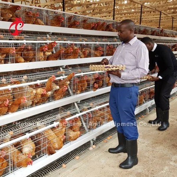 Système de cage d'aviculture de batterie de poulet un type de H 3 rangées pour la couche Rose