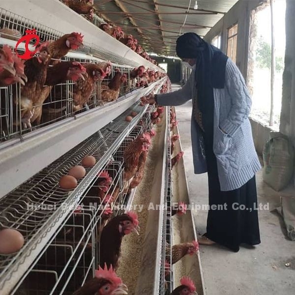 Cage à couches de type H pour les poulets commerciaux