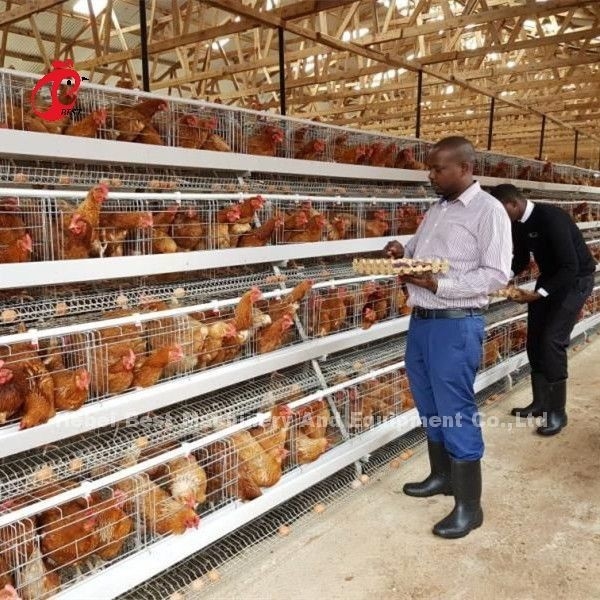 Un type aviculture de cage de batterie de poulets à rôtir ISO14001 Doris