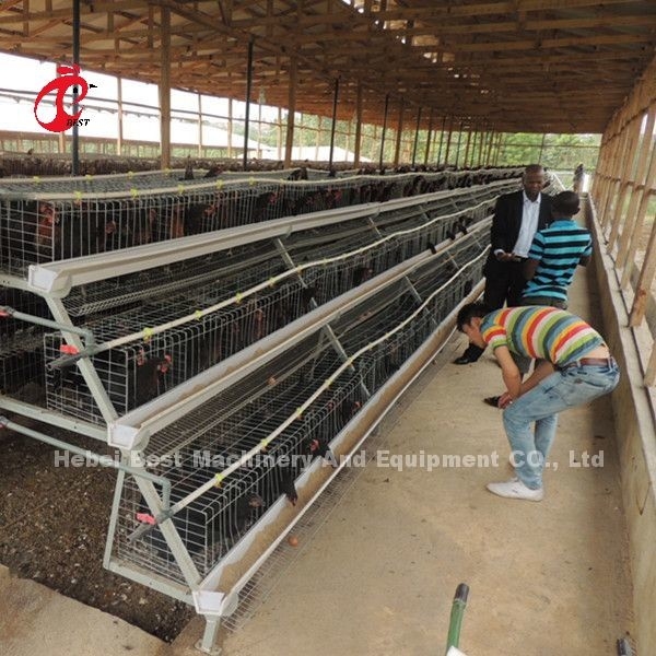 Un type 3 rangées posent l'étoile des oiseaux 450cm2 des cages de batterie de poulet 120