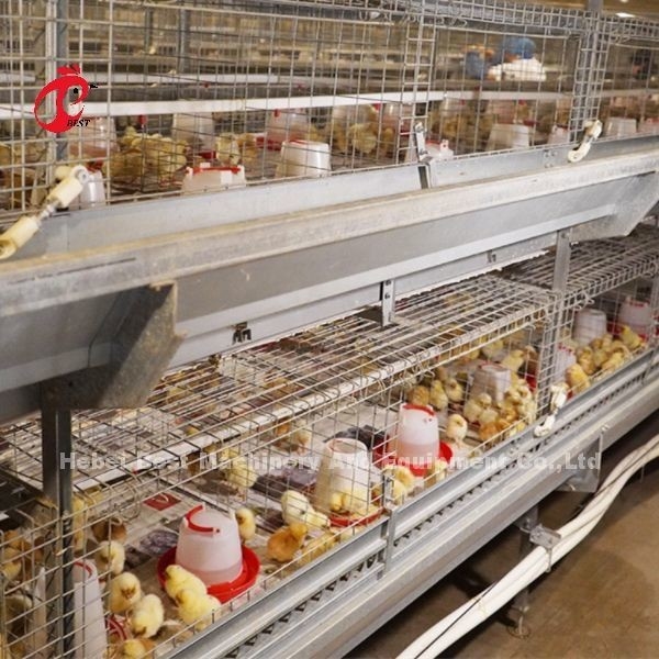 Anti corrosif d'aviculture de système complètement automatique de cage au Nigéria Rose