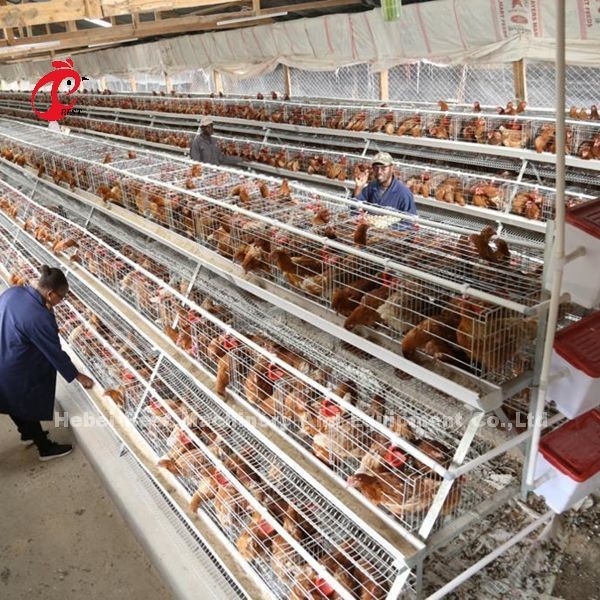 Type cage d'élevage, cage de batterie d'OIN de poulet de 3 rangées pour l'iris de ferme avicole